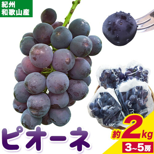 【先行予約】紀州和歌山産 ピオーネ 約2kg 3房-5房 魚鶴商店 《2026年8月下旬-9月下旬頃出荷》 和歌山県 日高町 フルーツ ぶどう 巨峰 2kg 和歌山県産 送料無料 2285348 - 和歌山県日高町
