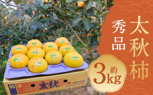 太秋柿 秀品 約3kg（約8～14個） ブランド柿 柿 かき たいしゅうかき 甘柿 フルーツ スイーツ くだもの 果物 果実 秋 旬 益城町産 【2025年10月下旬～11月下旬発送予定】 2285901 - 熊本県益城町