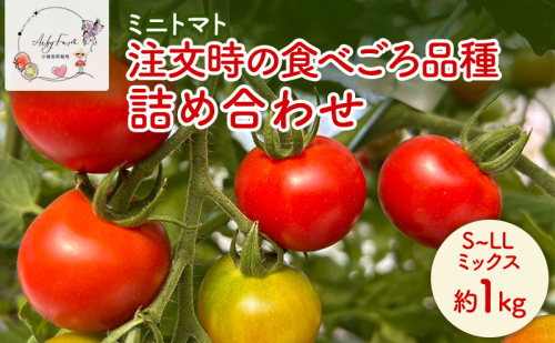 ミニトマト 約1kg 注文時の食べごろ品種詰め合わせ アイビーファーム 長野 信州 小諸 産地直送 2286591 - 長野県小諸市