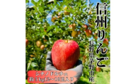 ＜2026年先行受付＞長野直送!信州八ヶ岳のりんごシナノドルチェ約5kg(12～18玉)蓼科高原果物【1665924】