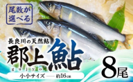 【尾数が選べる】郡上鮎 長良川の天然鮎 小小サイズ(約16ｃｍ) 8尾 / 食品 魚介類 水産加工品 その他水産物 鮎 アユ 10000円 G0074b