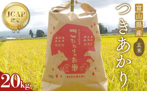 《数量限定》令和7年度産 つきあかり 玄米 20kg 米 お米 新米 ごはん おにぎり 富山 立山 北アルプス 健康志向 JGAP認定 F6T-846 2287287 - 富山県立山町