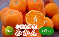 先行予約 小原紅早生みかん 約3kg  果物 フルーツ みかん 蜜柑 紅みかん 柑橘 温州みかん デザート スイーツ ケーキ ジュース ゼリー アイス シャーベット ジェラート フルーツ大福 ギフト 家庭用 香川県 丸亀市