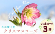 【期間限定】冬に咲く『 クリスマスローズ 』（3鉢セット）《2026年月2月中旬以降に発送予定》（7-A40-2）