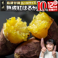 先行受付!【12月お届け】島津甘藷　熟成紅はるか 10kg(2L～M)_AA-A701-12