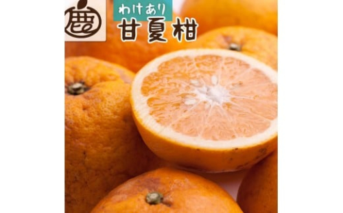 家庭用 甘夏柑 2.5kg+250g（傷み補償分）【初夏のみかん・旬の果物】【有田産】【光センサー食べ頃出荷】【わけあり・訳あり】 ［IKE280］ 2287667 - 和歌山県上富田町
