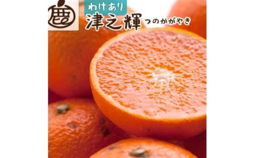 家庭用 津之輝 10kg+250g（傷み補償分）【訳あり】【つのかがやき】【せとかに似た柑橘】 ［IKE273］ 2287670 - 和歌山県上富田町