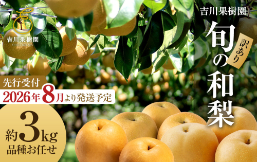 【先行予約（2026年発送分）】【訳あり】旬の和梨　約３kg【吉川果樹園】｜梨 ナシ こだわりの梨 フルーツ 果物 旬の梨 宮城県角田市 約3kg 2288879 - 宮城県角田市