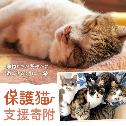 【返礼品なし】保護猫支援寄附 一般社団法人オープンセサミアライブ 熊本県 南阿蘇村 保護猫 支援 猫 ネコ ねこ 生活支援 動物愛護 保護 返礼品なし 寄附 牧場 オープンセサミ アニマルサンクチュアリ 2288997 - 熊本県南阿蘇村