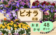 ビオラ おまかせ 48ポット 花 生産農場 直送 寄せ植え ガーデニング 観葉植物 緑 はな hana 苗 びおら ハナ hana biora グリーン ぐりーん DIY 生花 しょくぶつ アレンジメント スタンド花 プランター ガーデニング ベランダ 庭 季節の花 庭づくり 植物 渡辺花園 神奈川 湘南 藤沢