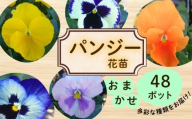 パンジー おまかせ 48ポット 花 生産農場 直送 寄せ植え ガーデニング 観葉植物 緑 はな hana 苗 ぱんじー ハナ hana グリーン ぐりーん panji- DIY 生花 しょくぶつ アレンジメント スタンド花 プランター ベランダ 庭 季節の花 庭づくり 植物 渡辺花園 神奈川 湘南 藤沢