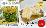 幻の品種 グロスミッシェル種 千葉市産 冷凍バナナ 1kg 定期便（6回）バナナ 果物 フルーツ 冷凍 千葉市 [№5346-1504]