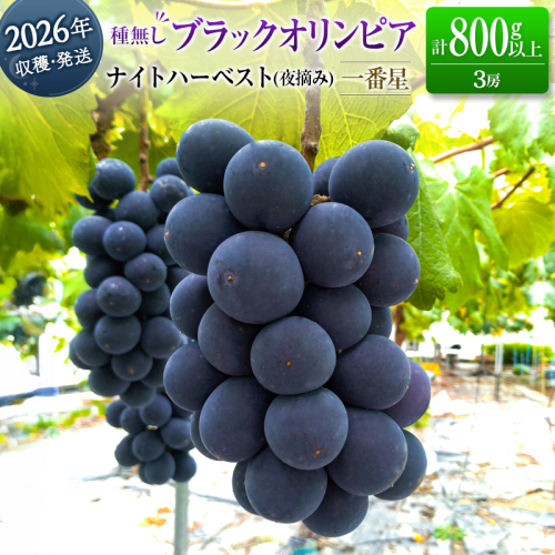 ［ご自宅・ご家庭用］ぶどう 2026年収穫・発送 ナイトハーベスト（夜摘み）種なし『ブラックオリンピア（一番星）』計800g以上 3房 人気 ブドウ フルーツ 果物【B646-26】 2290229 - 宮崎県新富町