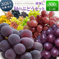 ［ご自宅・ご家庭用］ブドウ 2026年収穫・発送 ナイトハーベスト(夜摘み)『旬の種無しぶどうセット』 合計800g以上 3～4房 希少 人気 ブドウ フルーツ 果物【B668-26】
