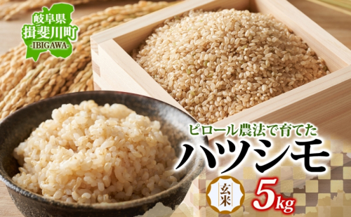 ピロール農法で育てた安全な美味しいハツシモ（玄米）5kg お米 ごはん ご飯 カレー 丼物 お弁当 すし飯 冷めても美味しい はつしも ななしん米 岐阜県 揖斐川町 2291401 - 岐阜県揖斐川町