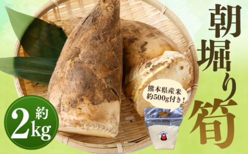 【数量限定】朝堀り 筍 2kg 熊本県産米(約500g)付き【2026年3月上旬～4月下旬迄発送予定】 2292295 - 熊本県益城町