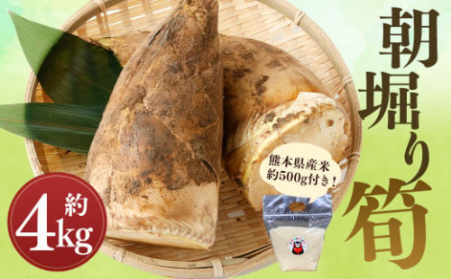 【数量限定】朝堀り 筍 4kg 熊本県産米（約500g）付き【2026年3月上旬～4月下旬迄発送予定】 2292296 - 熊本県益城町