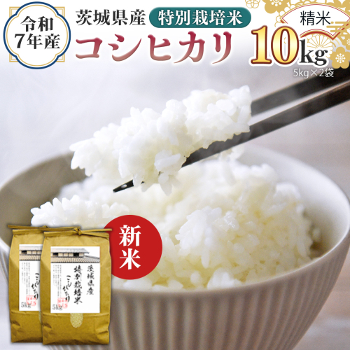＜ 新米 ＞ 令和7年産 茨城県産 精米 特別栽培米 コシヒカリ 10kg （5kg×2袋） 白米 こしひかり 米 コメ こめ 単一米 限定 茨城県産 国産 美味しい お米 おこめ おコメ[EH33-NT] 2292776 - 茨城県つくばみらい市