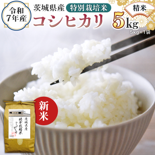 ＜ 新米 ＞ 令和7年産 茨城県産 精米 特別栽培米 コシヒカリ 5kg （5kg×1袋） 白米 こしひかり 米 コメ こめ 単一米 限定 茨城県産 国産 美味しい お米 おこめ おコメ[EH32-NT] 2292777 - 茨城県つくばみらい市
