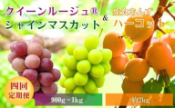 [2026年先行予約]スイートなときめき 生食あんず&ぶどう定期便4回|杏子 アプリコット 生食用 果物 フルーツ 白ぶどう 葡萄 ブドウ 種無し 種なし 皮ごと 千曲市 長野県 信州