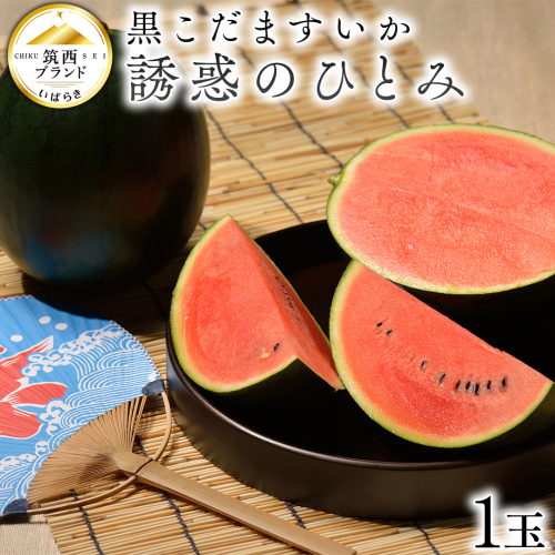 【 JA北つくば 】 黒こだますいか 「 誘惑のひとみ 」 1玉 2026年産 スイカ 果物 フルーツ 小玉スイカ 小玉 西瓜 くだもの デザート 茨城 [AE056ci] 2293051 - 茨城県筑西市