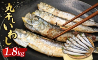 いわし丸干し 約1.8kg いわし 鰯 鰮 マイワシ まいわし 九十九里産 丸干し 干物 九十九里 冷凍 魚介類 無添加 魚介 海の幸 海 魚 贈答 ギフト プレゼント 贈答 記念日 お祝い 送料無料 千葉県 旭 有限会社鎌倉商店 千葉県 旭市