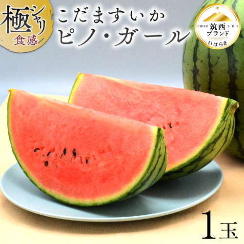 【 JA北つくば 】 極シャリ食感 ！ こだますいか 「 ピノ・ガール 」 1玉 2026年産 小玉すいか 小玉 すいか スイカ 果物 フルーツ ピノガール 西瓜 くだもの デザート 茨城 [AE058ci] 2293129 - 茨城県筑西市