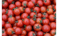 むつ市産 寅福菜園の「ミニトマト」4kg