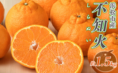 【2027年3月より順次発送】 後藤みかん農園 不知火 （しらぬい） 約1.5kg 樹上 熟成 ハウス 果物 くだもの 旬のフルーツ 旬の果物 季節のフルーツ 季節の果物 柑橘 柑橘類 静岡 浜松市 2293671 - 静岡県浜松市