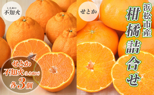 【2027年2月より順次発送】 後藤みかん農園 柑橘詰合せ （せとか・不知火 各3個）ハウス栽培 果物 くだもの 旬のフルーツ 旬の果物 季節のフルーツ 季節の果物 柑橘 柑橘類 静岡 浜松市 2293672 - 静岡県浜松市