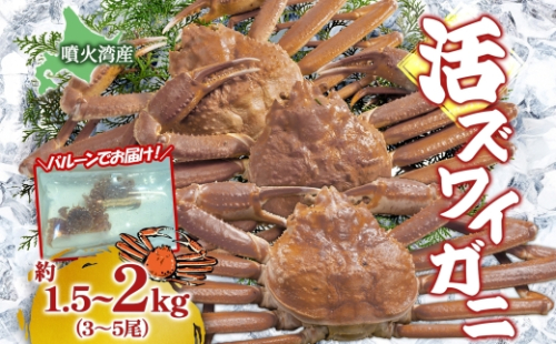 北海道 噴火湾産 活ズワイガニ 約1.5～2kg  （3～5尾） 2025年11月10日まで発送 北海道産 旬 新鮮 ずわいがに ズワイガニ  かに カニ 蟹 カニ味噌 天然 噴火湾 産地直送 お取り寄せ 贈答 冷蔵 洞爺湖町 2294188 - 北海道洞爺湖町