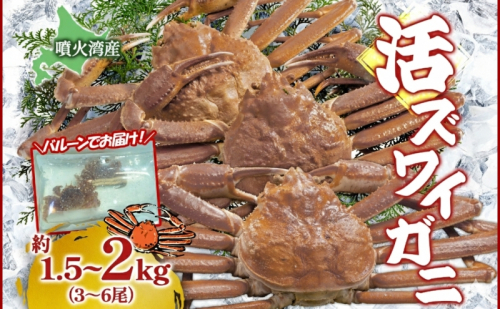 北海道 噴火湾産 活ズワイガニ 約1.5～2kg（3～6尾）2026年3月1日～4月末頃まで発送 北海道産 旬 新鮮 ずわいがに ズワイガニ かに カニ 蟹 カニ味噌 天然 噴火湾 産地直送 お取り寄せ 贈答 冷蔵 洞爺湖町 2294188 - 北海道洞爺湖町