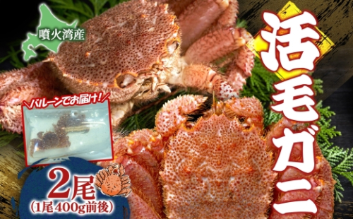 先行受付 北海道 噴火湾産 活毛がに 400g前後×2尾 2026年6月下旬～7月上旬お届け 北海道産 旬 新鮮 毛がに かに カニ 蟹 毛ガニ 毛蟹 カニ味噌 天然 噴火湾 産地直送 お取り寄せ 贈答 冷蔵 洞爺湖町 2294189 - 北海道洞爺湖町