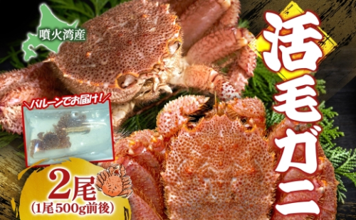 先行受付 北海道 噴火湾産 活毛がに 500g前後×2尾 2026年6月下旬～7月上旬お届け 北海道産 旬 新鮮 毛がに かに カニ 蟹 毛ガニ 毛蟹 カニ味噌 天然 噴火湾 産地直送 お取り寄せ 冷蔵 洞爺湖町 2294190 - 北海道洞爺湖町