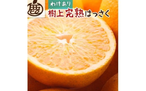 ［先行予約］家庭用 樹上完熟はっさく10kg+250g（傷み補償分）［有田の春みかん・五月八朔・木生りはっさく］［光センサー選別］［訳あり・わけあり］ 2294494 - 和歌山県有田川町
