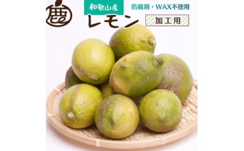 ［先行予約］加工用 レモン10kg+250g（傷み補償分）［和歌山有田産］［防腐剤・WAX不使用、安心の国産レモン］［わけあり・訳ありレモン］ 2294501 - 和歌山県有田川町
