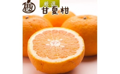 ［先行予約］厳選 甘夏柑10kg+250g（傷み補償分）［初夏のみかん・旬の果物］［有田産］［光センサー食べ頃出荷］ 2294537 - 和歌山県有田川町