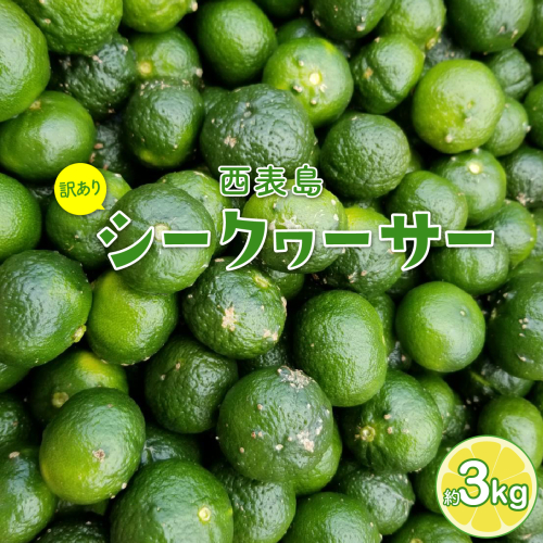 訳あり 2026年 先行予約 青切り シークヮサー 約3kg ☆西表島ふる～つらんど☆ 果物 フルーツ 026-a008_2026 2294604 - 沖縄県竹富町
