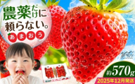 【2025年12月より発送】『自然環境農法』で育てた福岡県産 あまおう 約285g×2パック＜おおきベリー株式会社＞那珂川市 [GZE007]