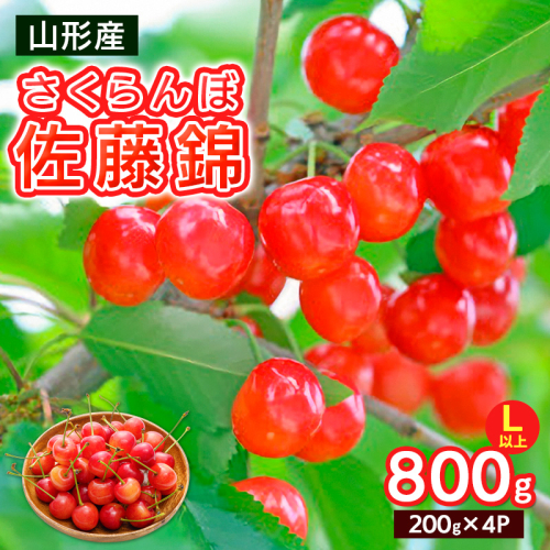 さくらんぼ Lサイズ以上 佐藤錦 800g(200g×4パック)【令和8年産先行予約】FS25-066 2294760 - 山形県山形市