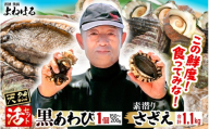 【先行予約】日本海若狭湾の素潜り 天然 活黒アワビ 中サイズ 1個 ＆ 活サザエ 1.1kg 【2025年11月中旬より順次発送予定】【入手困難 クロアワビ 黒あわび 鮑 あわび さざえ 刺身 つぼ焼き バター焼き】 [m17-b006_99]