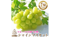 2026年発送　シャインマスカット1房(約500g)【1666979】