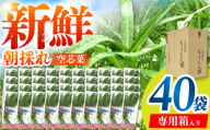 新鮮朝採れ 空芯菜 大容量パック 40袋 / 亀山市 / グリーンハウス吉田 [AMCD002]
