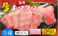 【冷蔵・指定日着可】生本マグロ大トロ 約250g 2～3人前 [A-066007] / 国産 まぐろ 鮪 さく 柵どり 冷蔵 真空パック ヘルシー 2人前 3人前 新鮮 刺身 丼