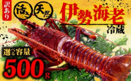 伊勢海老 500g以上 イセエビ 伊勢エビ 海老 エビ ギフト 贈答 贈り物 天然 魚介 海の幸 鮮魚 刺身 刺し身 お造り 姿造り 焼き物 汁物 味噌汁 鍋 冷蔵 高級 高知県 須崎市