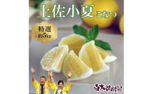 【先行予約】＜果樹園直送＞土佐小夏 特選品贈答用 約5kg 5キロ〈2026年5月下旬～6月下旬頃発送〉  / こなつ 小夏 日向夏 ニューサマーオレンジ 柑橘 かんきつ 柑橘類 フルーツ 果物 くだもの 果実 デザート おやつ【白木果樹園】 [BQAI028] 2300342 - 高知県土佐市