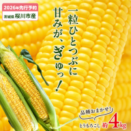 【2026年先行予約】桜川市産 とうもろこし 品種おまかせ 約4kg おおもの ゴールドラッシュ おひさまコーン  [FJ001sa]