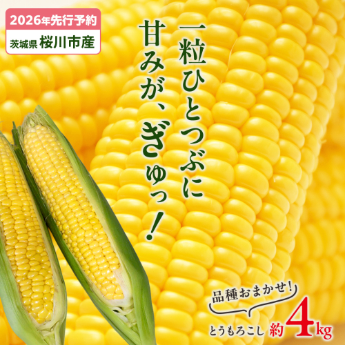 【2026年先行予約】桜川市産 とうもろこし 品種おまかせ 約4kg おおもの ゴールドラッシュ おひさまコーン  [FJ001sa] 2300474 - 茨城県桜川市