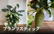 プランツスティック[002156]