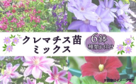 クレマチス 苗 6鉢 セット ミックス 種類 おまかせ 花 お花 花苗 鉢花 鉢植え 園芸 ガーデニング 富士山 静岡県 長泉町